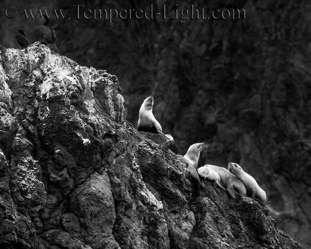 Elephant Seals