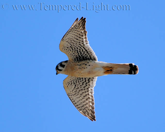 American Kestrel III
