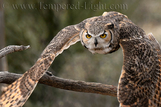 Great Horned Owl