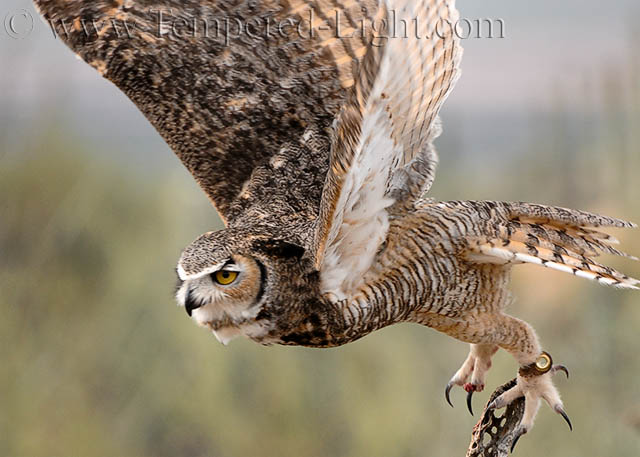 Great Horned Owl