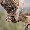 Great Horned Owl