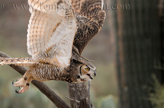 Great Horned Owl