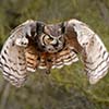 Great Horned Owl