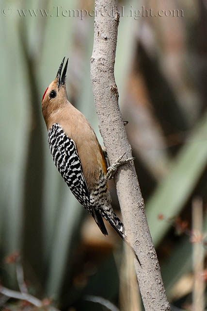 Gila Woodpecker