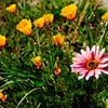 Spring Wildflowers