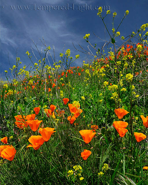 Los Vaqueros Wildflowers