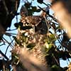 Great Horned Owl