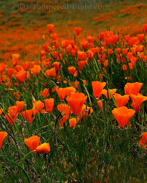 California Poppies