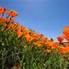 Stage Road Poppies