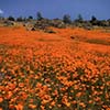 Poppies Will Make You Sleep