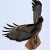 Red-Tailed Hawk Pirouette