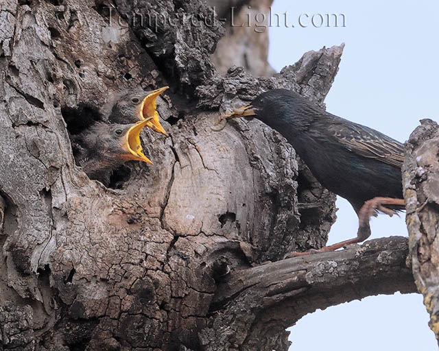 European Starlings