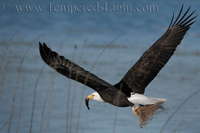Multitasking Eagle