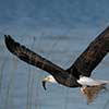 Multitasking Eagle