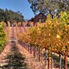 Autumn Vineyards