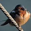 Barn Swallow