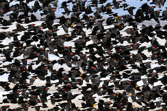 Red-Winged Blackbirds