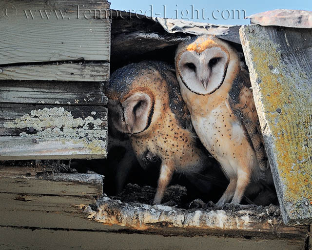 Barn Owls