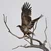 Bald Eagle (Juvenile)