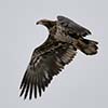 Bald Eagle (Juvenile)
