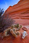 The Desert Southwest