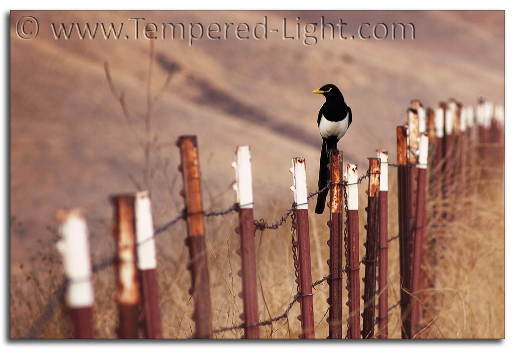 Magpie on a Rusty Fence