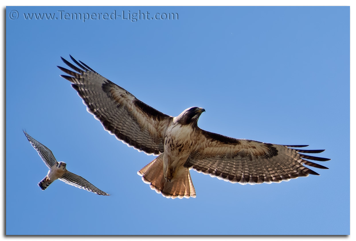 Kestrel vs. Hawk