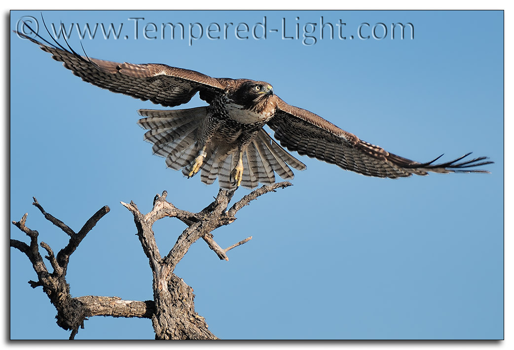 Red Tailed Hawk Takeoff