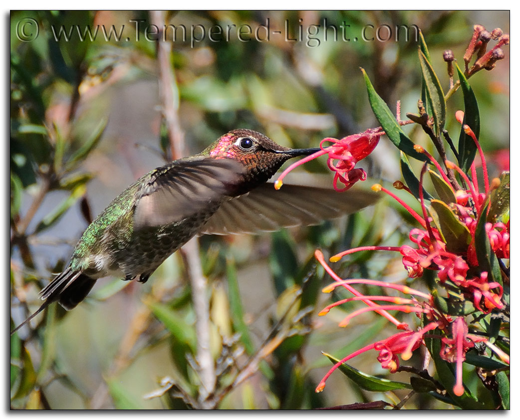 Anna's Hummingbird II