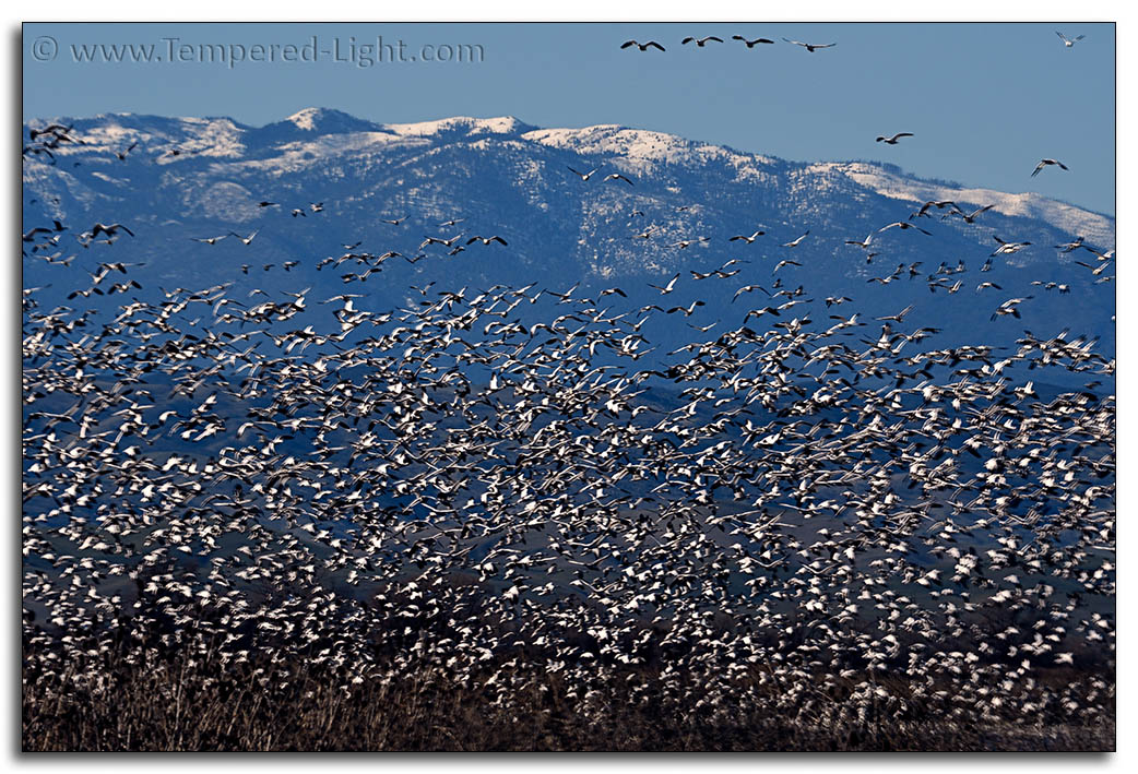 Snow Geese with Hull Mountain