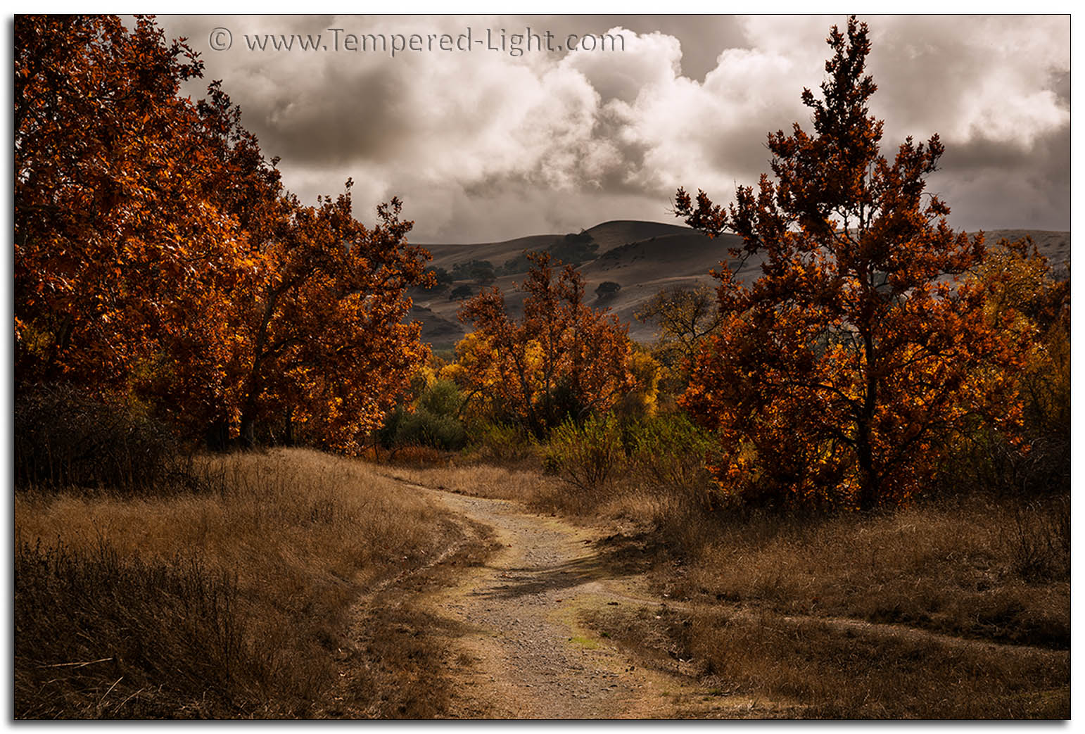 Sycamore Grove Fall Colors