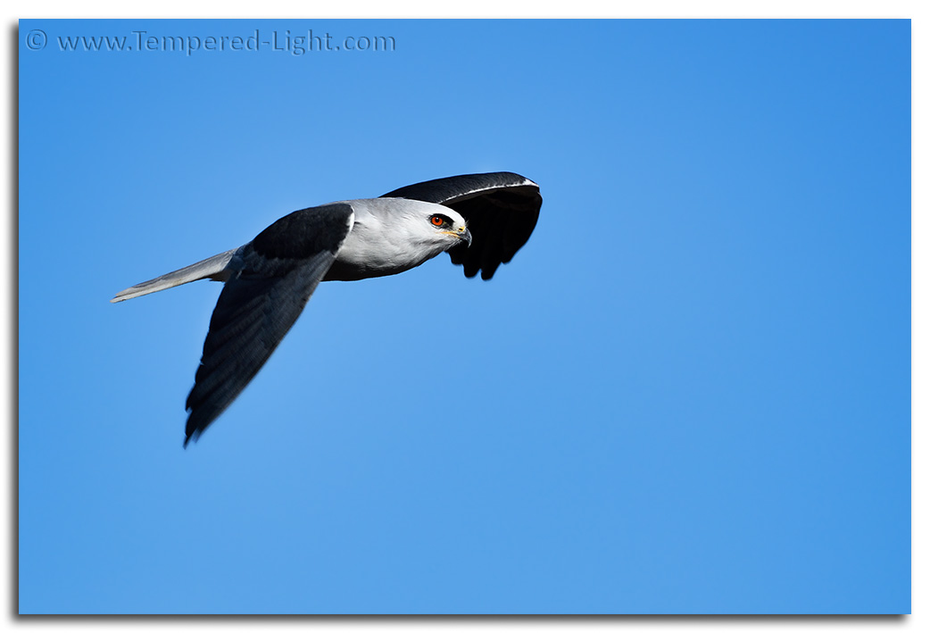 White-Tailed Kite