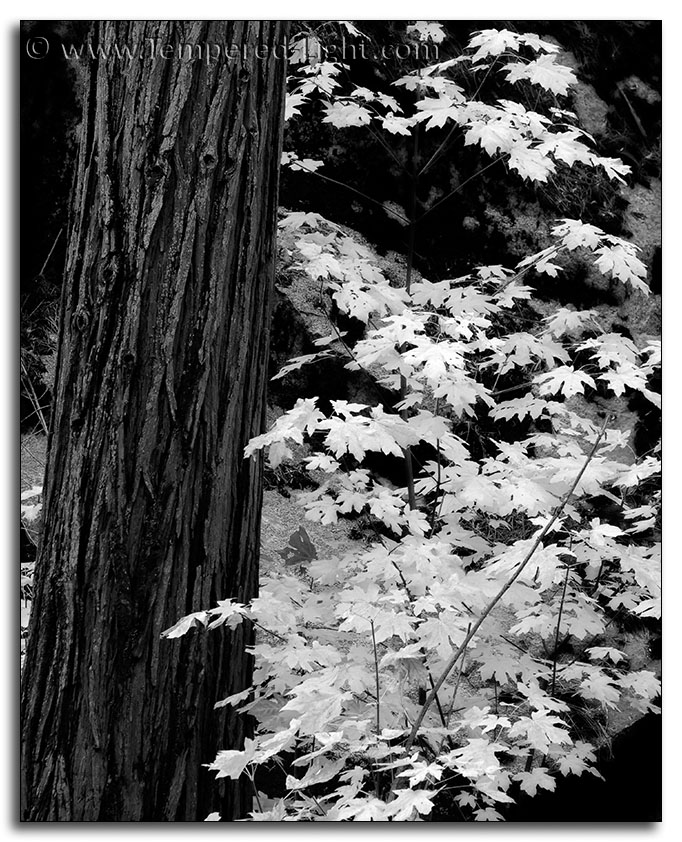 Fall Colors in Black and White