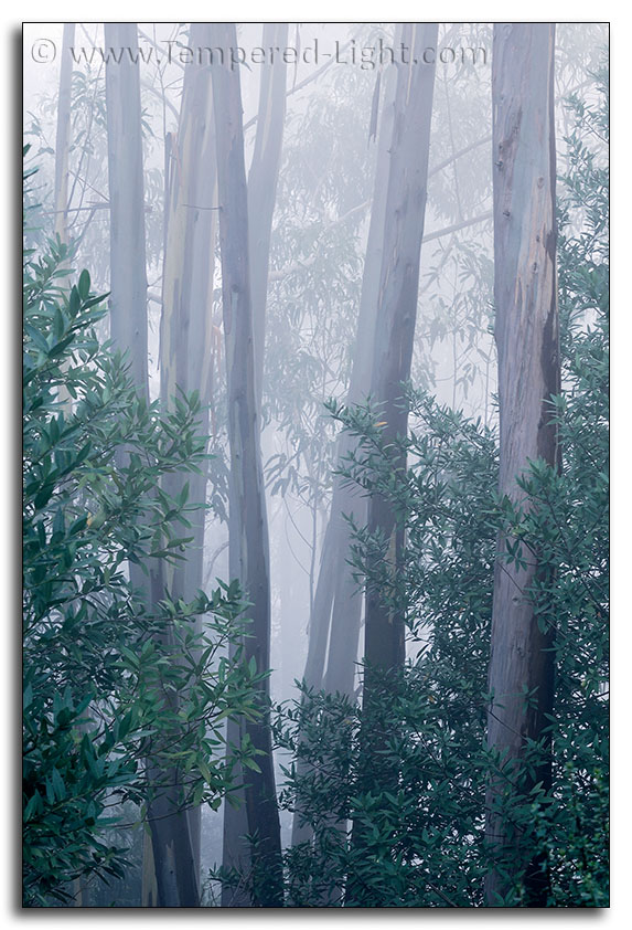 Eucaplyptus in Fog