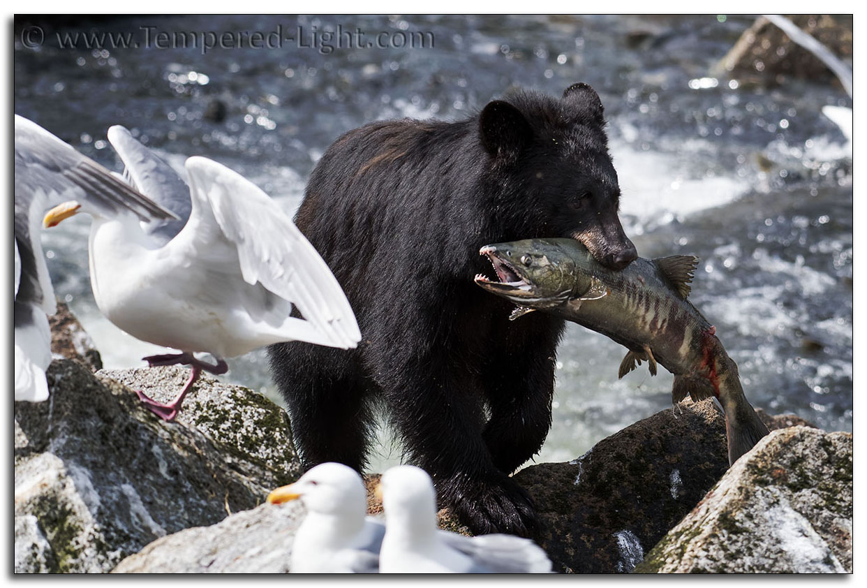 Black Bear with Salmon