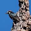Acorn Woodpecker with a Fly