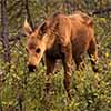 Moose Calf