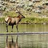 Elk on the Firehole River