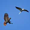 Red-Tailed Hawk chases a White-Tailed Kite