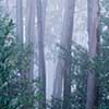 Eucaplyptus in Fog