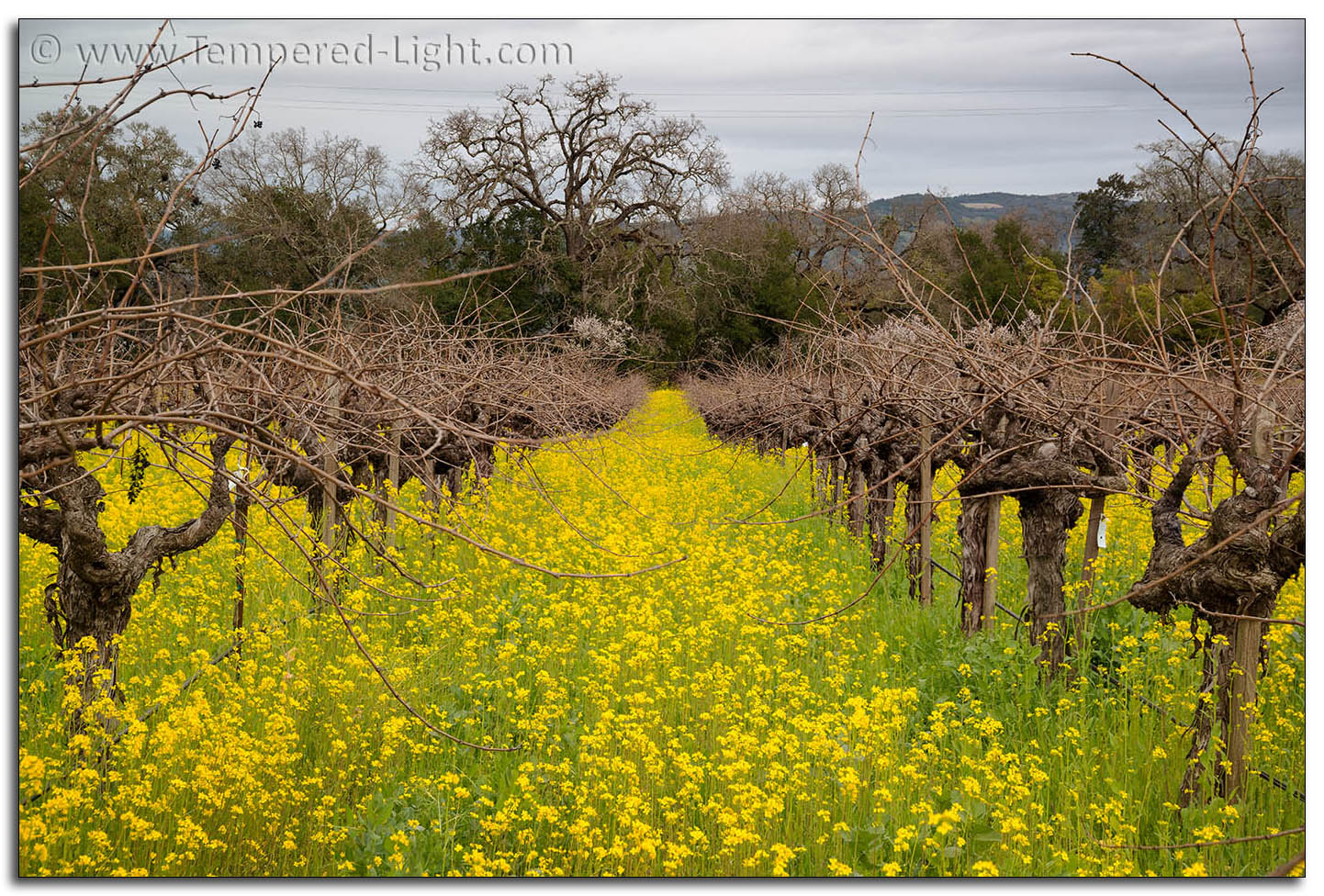 MacDonald Vineyard